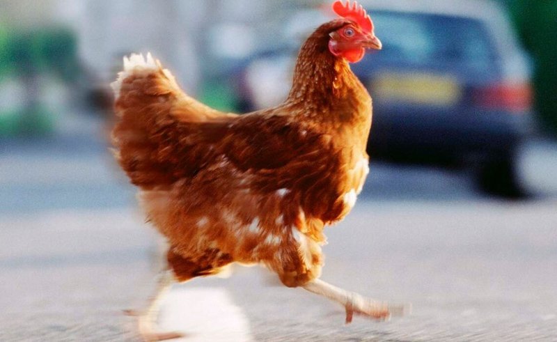 Descubre la Aventura de la Carretera del Pollo en España